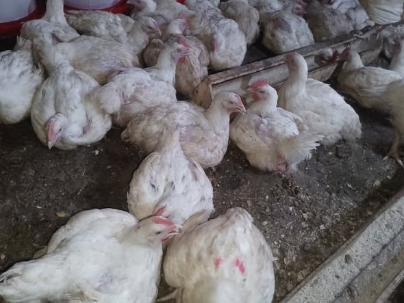 Stock limité de poulets