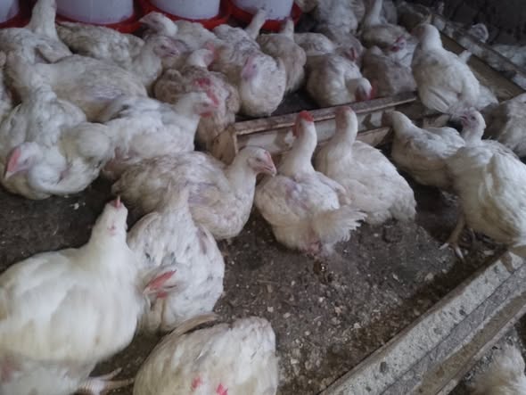 Stock limité de poulets