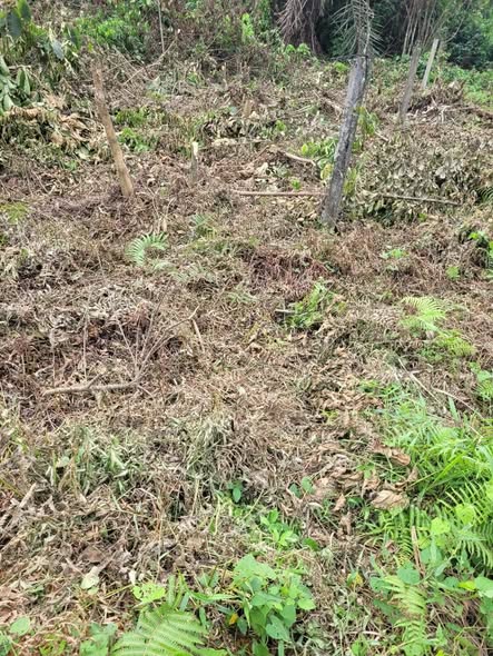 VENTE FLASH – TERRAIN TITRÉ À PK17 DOUALA