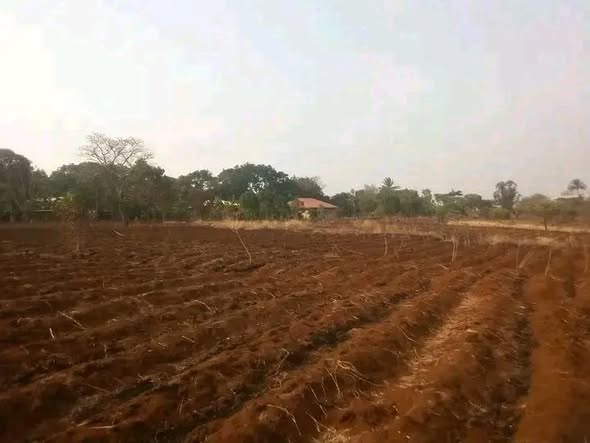 Opportunité agricole à Bamessingue