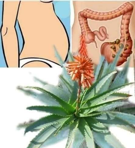 Médecine naturelle chinoise