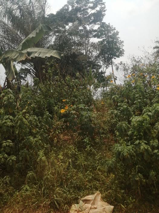 Terrain titré en vendre à Nkoabang
