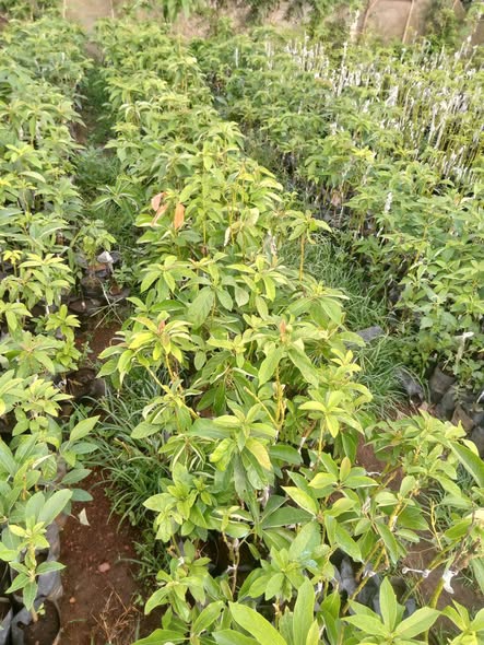 Plantes greffées disponibles