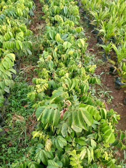 Plantes greffées disponibles
