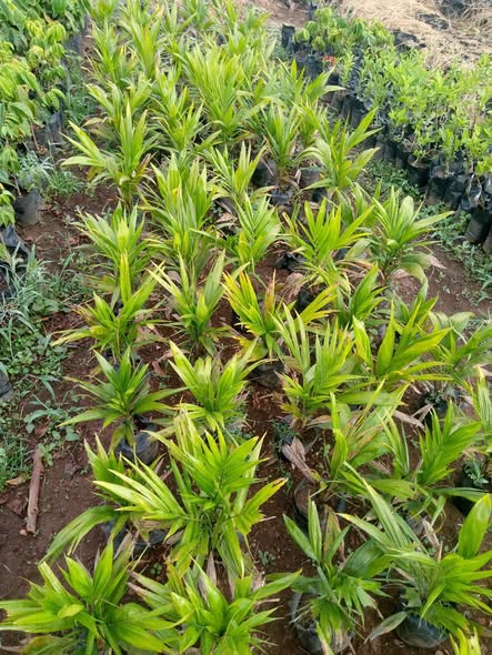 Plantes greffées disponibles