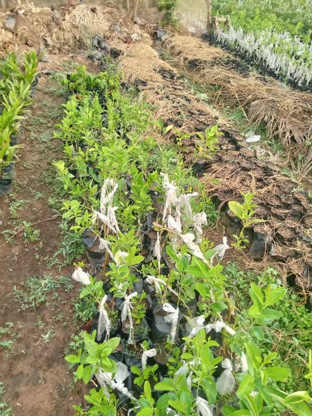 Plantes greffées disponibles