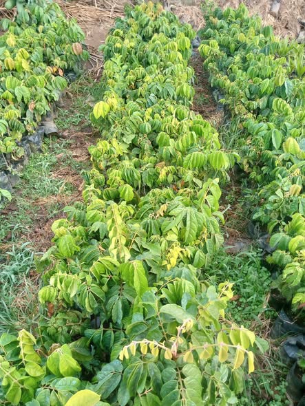 Plantes greffées disponibles