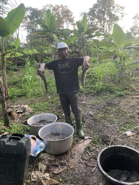 Poisson d'eau douce disponible à Ebolowa