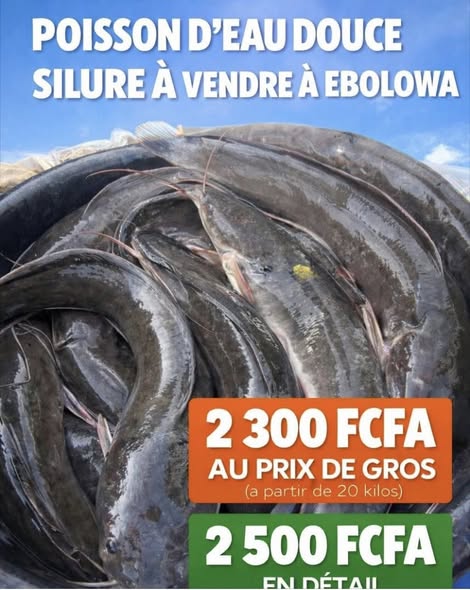 Poisson d'eau douce disponible à Ebolowa