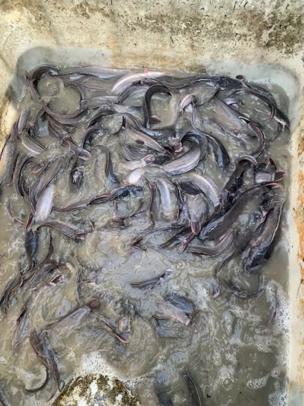 Poisson d'eau douce disponible à Ebolowa