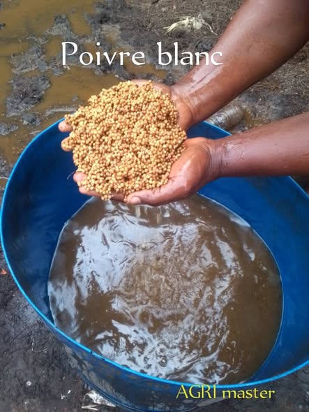 Poivre blanc disponible à Penja