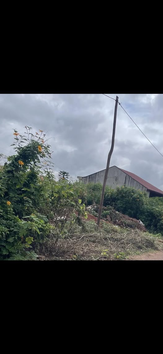 Terrain titré et lotis à vendre à Yaoundé