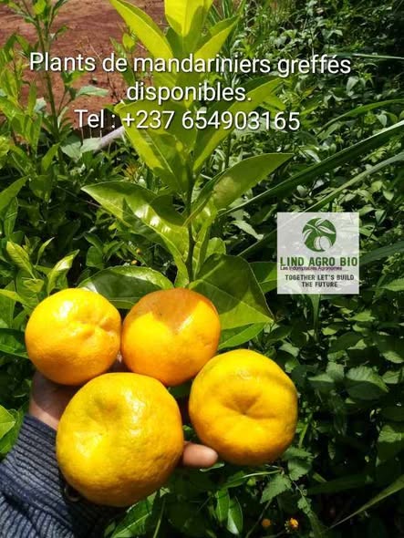 Production des fruits bien juteux et sucrés