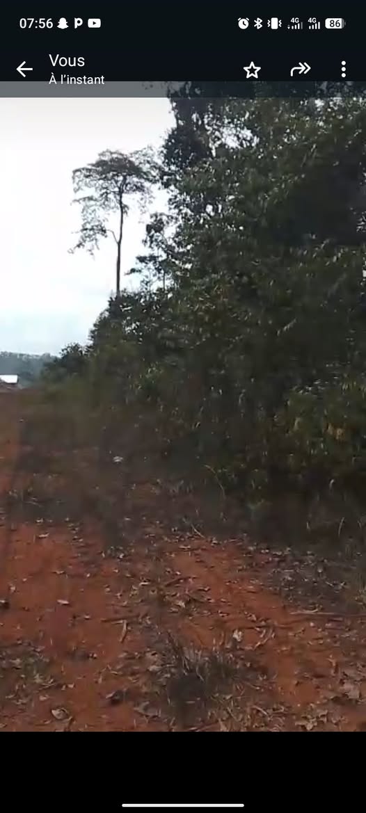 Terrain titré d'un hectare à proximité de Mbalmayo