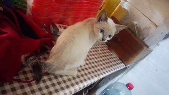 2 grande chatte de 4mois et 5mois