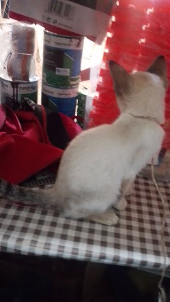 2 grande chatte de 4mois et 5mois