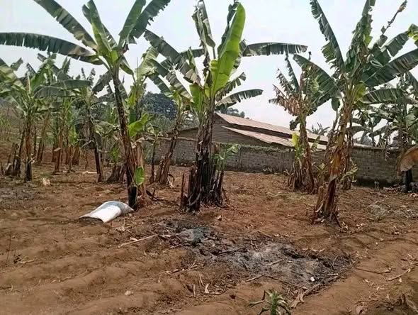 Terrains à vendre à Bafoussam