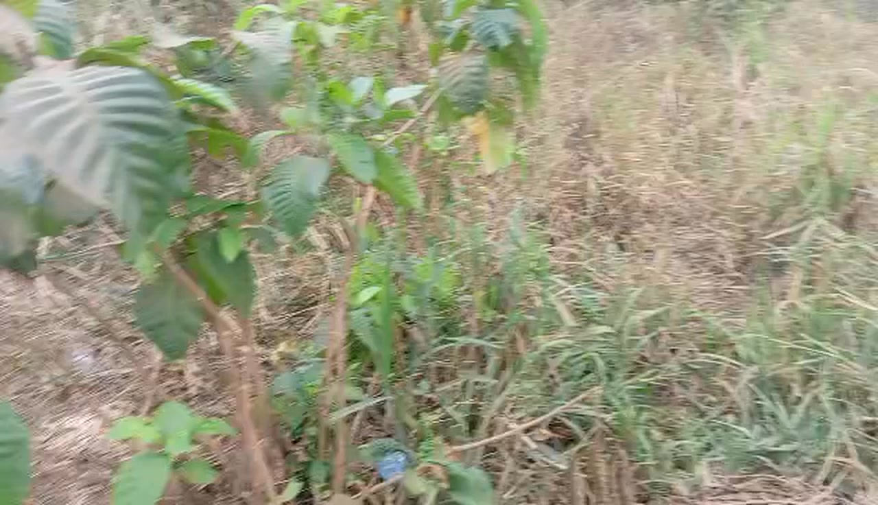 Terrain à vendre à Nyom
