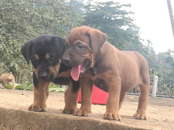 Bébés El capot 40 jours prêts pour adoption