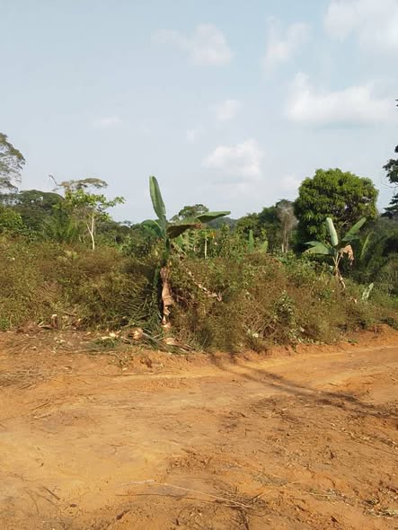 Terrain titré et loti à Ngatongo