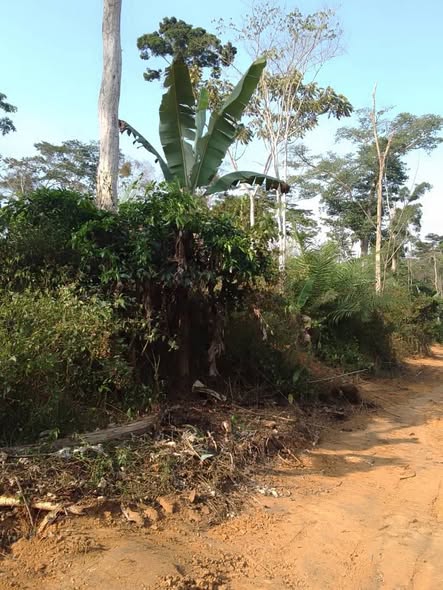 Terrain titré et loti à Ngatongo