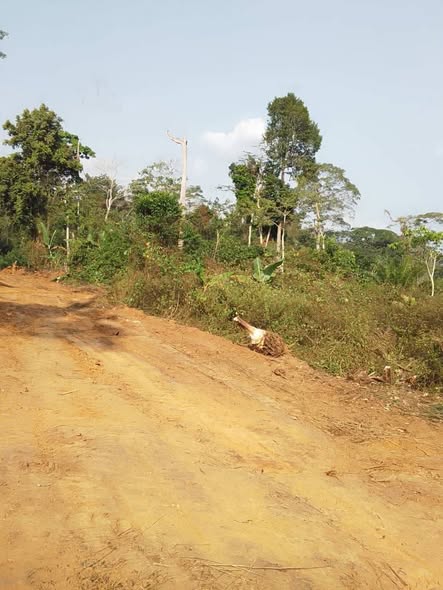 Terrain titré et loti à Ngatongo