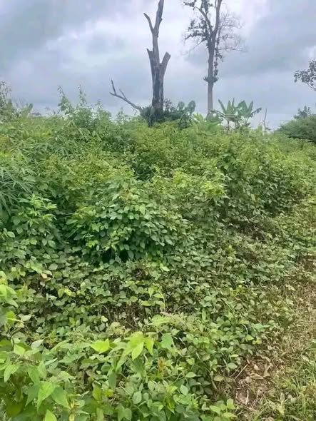 Terrain titré agricole à vendre à Kribi