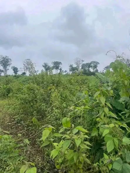 Terrain titré agricole à vendre à Kribi