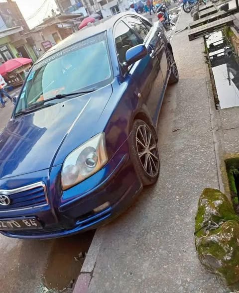 Avensis tête de cochon à vendre