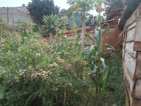 URGENT maison à vendre à nkoabang