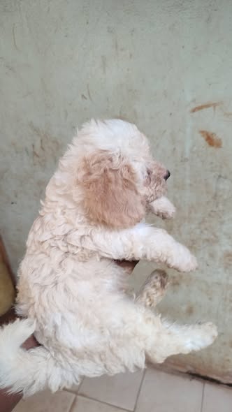 Chiots caniche disponible