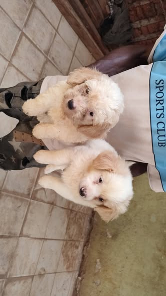 Chiots caniche disponible