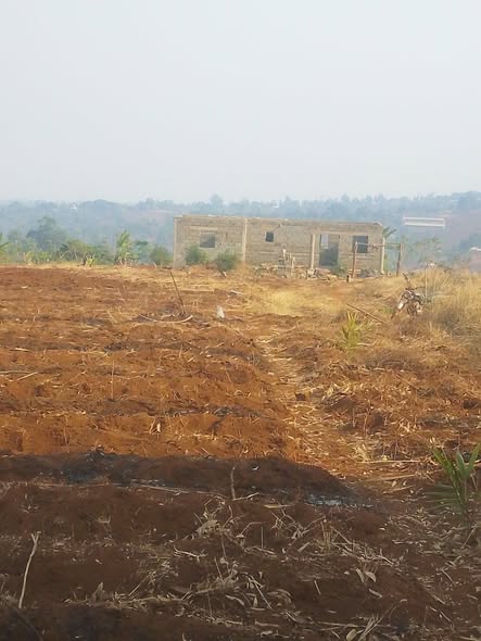 Opportunité agricole à Bamessingue