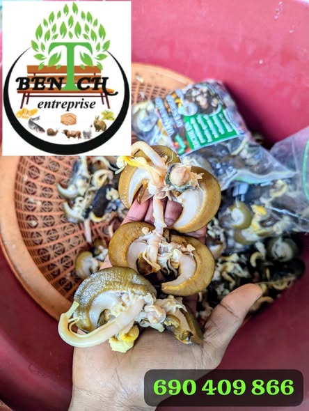 Viande d'escargot disponible