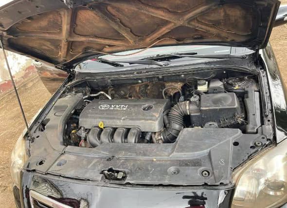 Avensis Tête de cochon à vendre