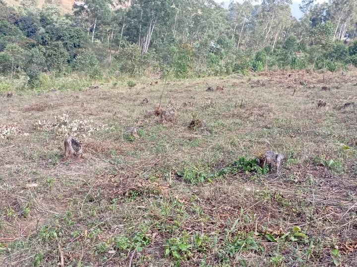 Land for Sale in Nkwen, Bamenda