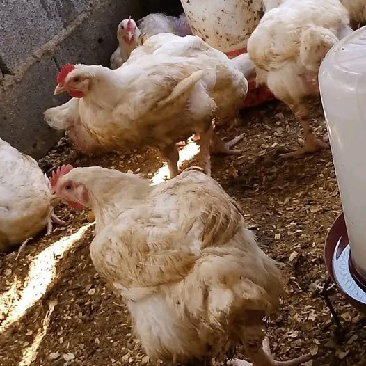Gros poulets disponibles