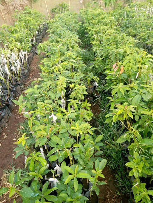 Plantes greffées disponibles
