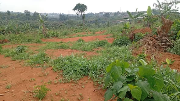 Terrain titré à vendre à Afanoyoa