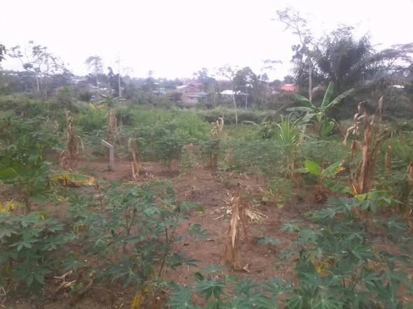 Terrain titré à vendre à Sangmelima Bissono
