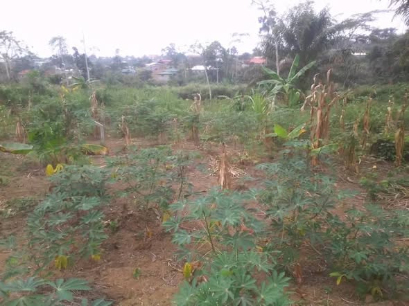 Terrain titré à vendre à Sangmelima Bissono