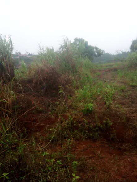 Terrain titré lotis à vendre sur l'axe Yaoundé Mfou