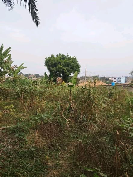 Terrain titré à Yaoundé Nkoabang
