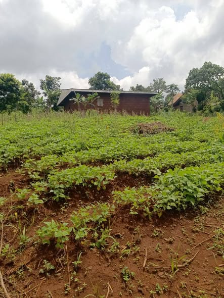 Lotissement à vendre à Bafoussam