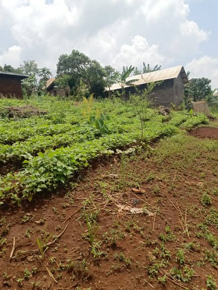 Lotissement à vendre à Bafoussam