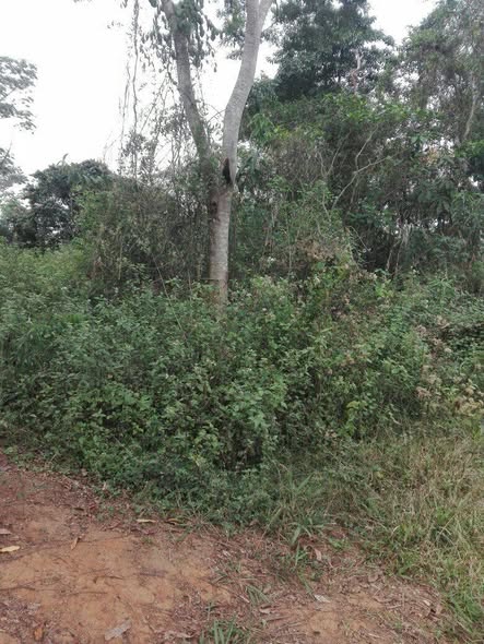 Terrain titré à vendre à Yaoundé