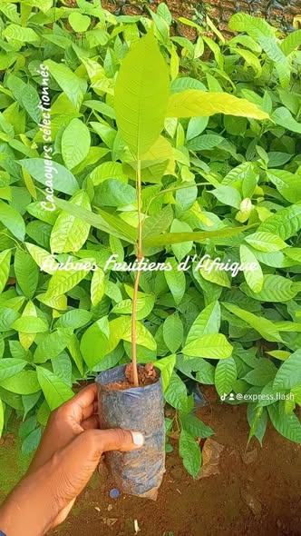 Plants de Cacaoyers sélectionnés disponibles