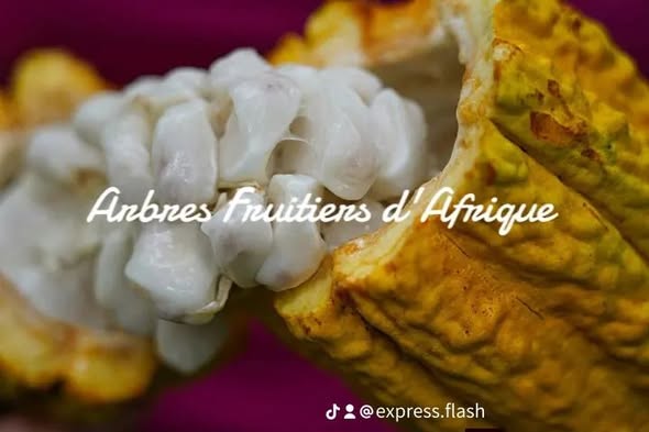 Plants de Cacaoyers sélectionnés disponibles