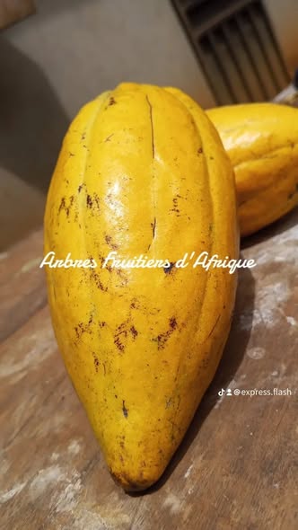 Plants de Cacaoyers sélectionnés disponibles