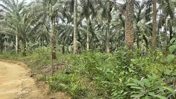 Terrain agricole titré à vendre dans le Moungo
